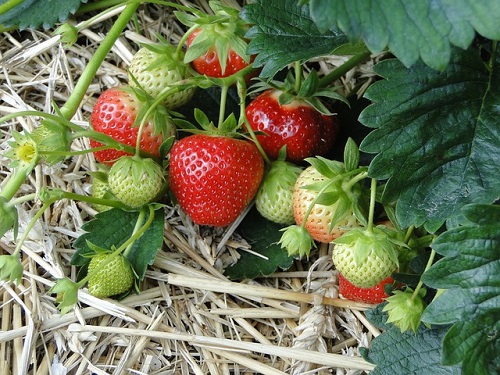 Erdbeeren Kohlenhydrate Eiweiß